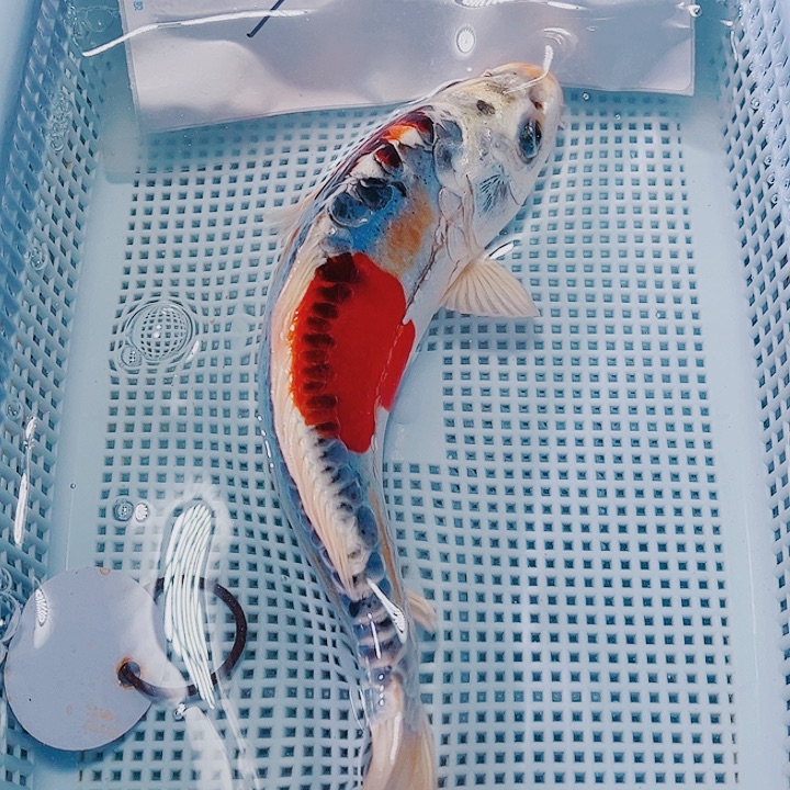 海水鱼锦鲤观赏鱼15