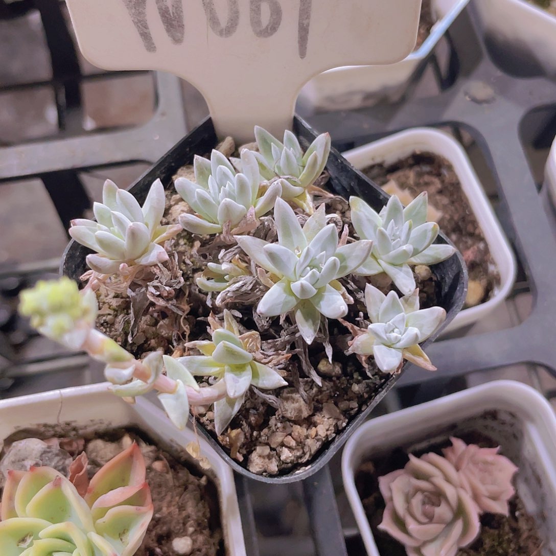 白菊w061一物一拍