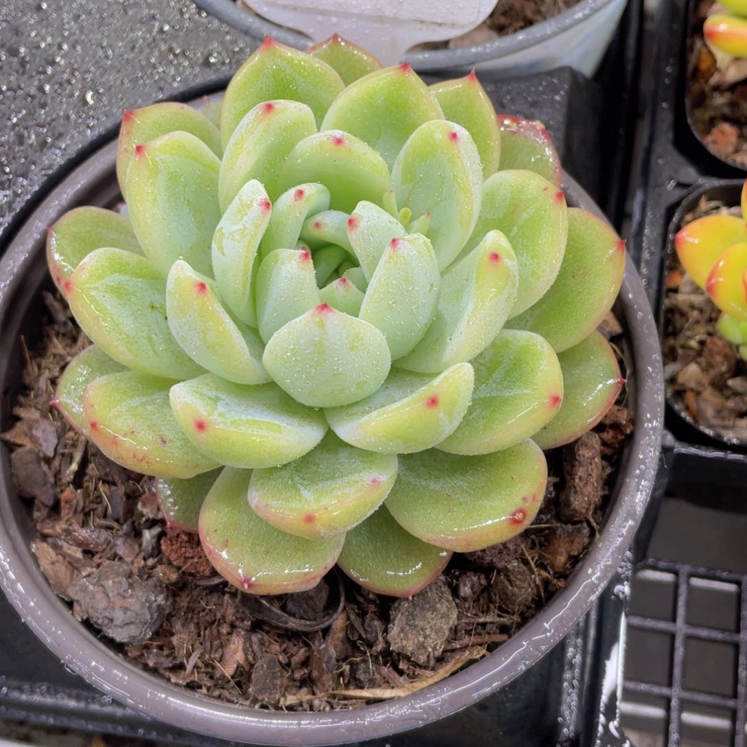 485号母本大单头雪花珍妮