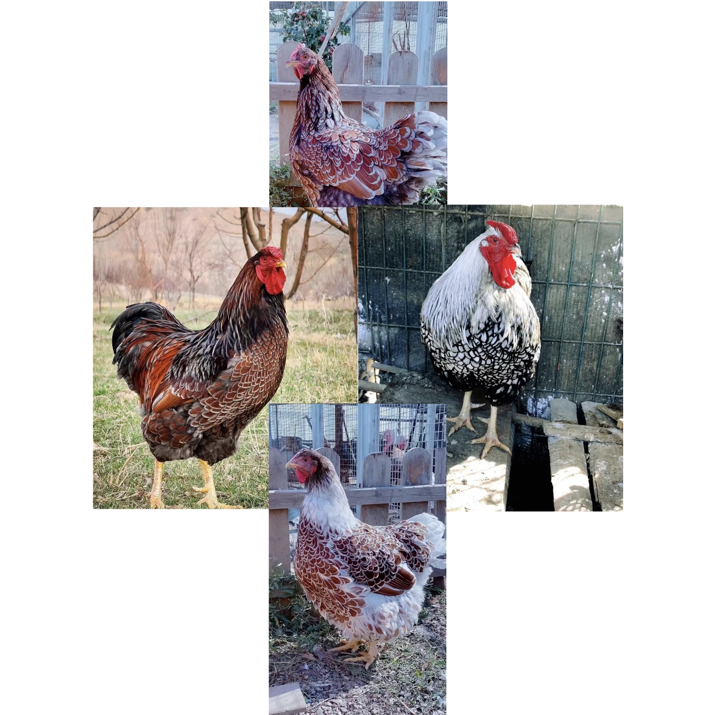 宠物鸡（半大3到4两左右）鱼鳞鸡 观赏鸡  产蛋萌宠鸡