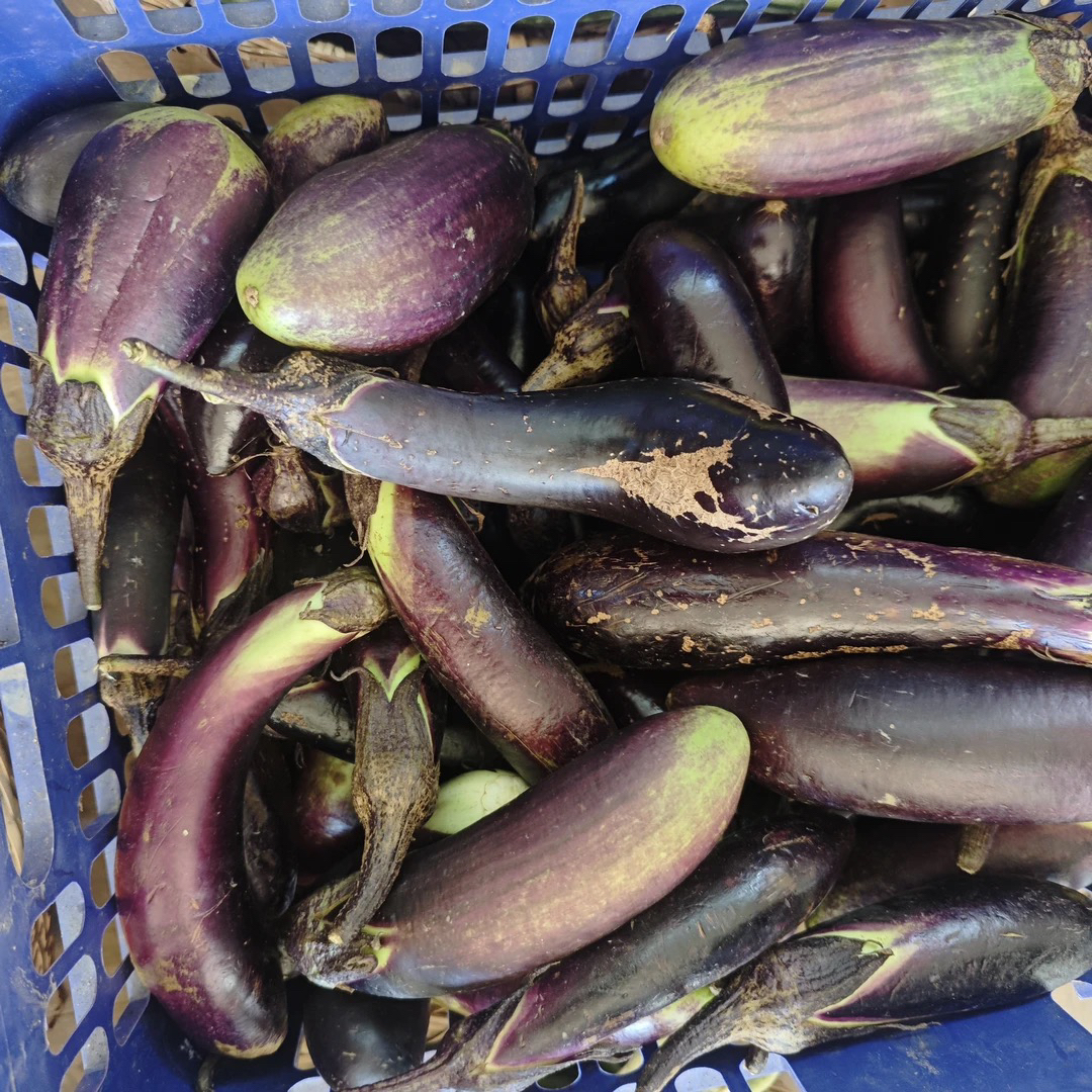 湖南农家自种新鲜紫色茄子露天种植可多种方式烹饪