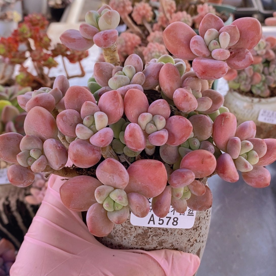 樱花洛神13cm578多肉植物k