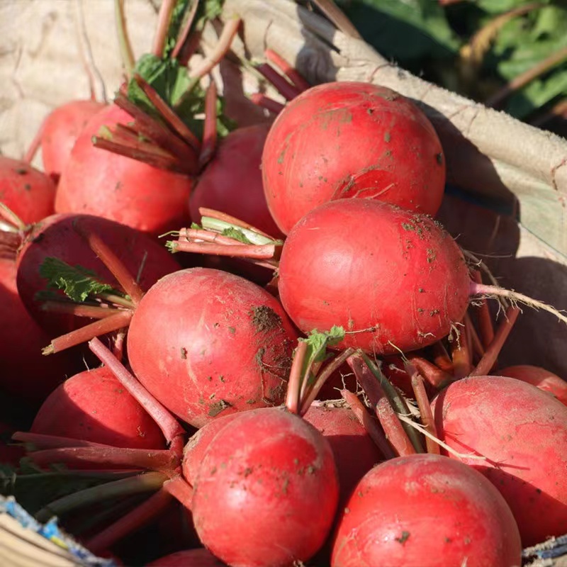 湖北红萝卜3斤 5斤包邮