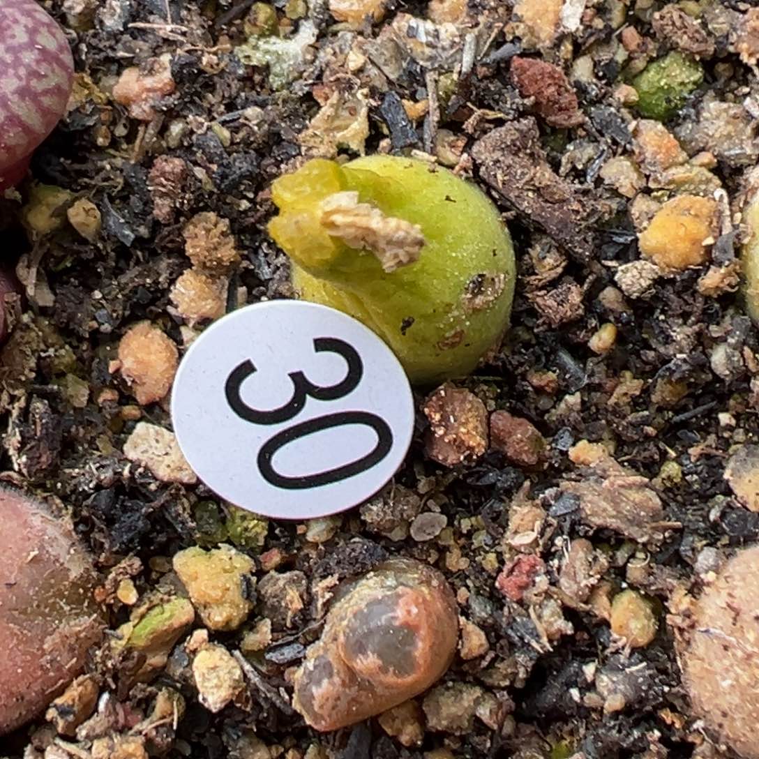 多肉植物111111111111