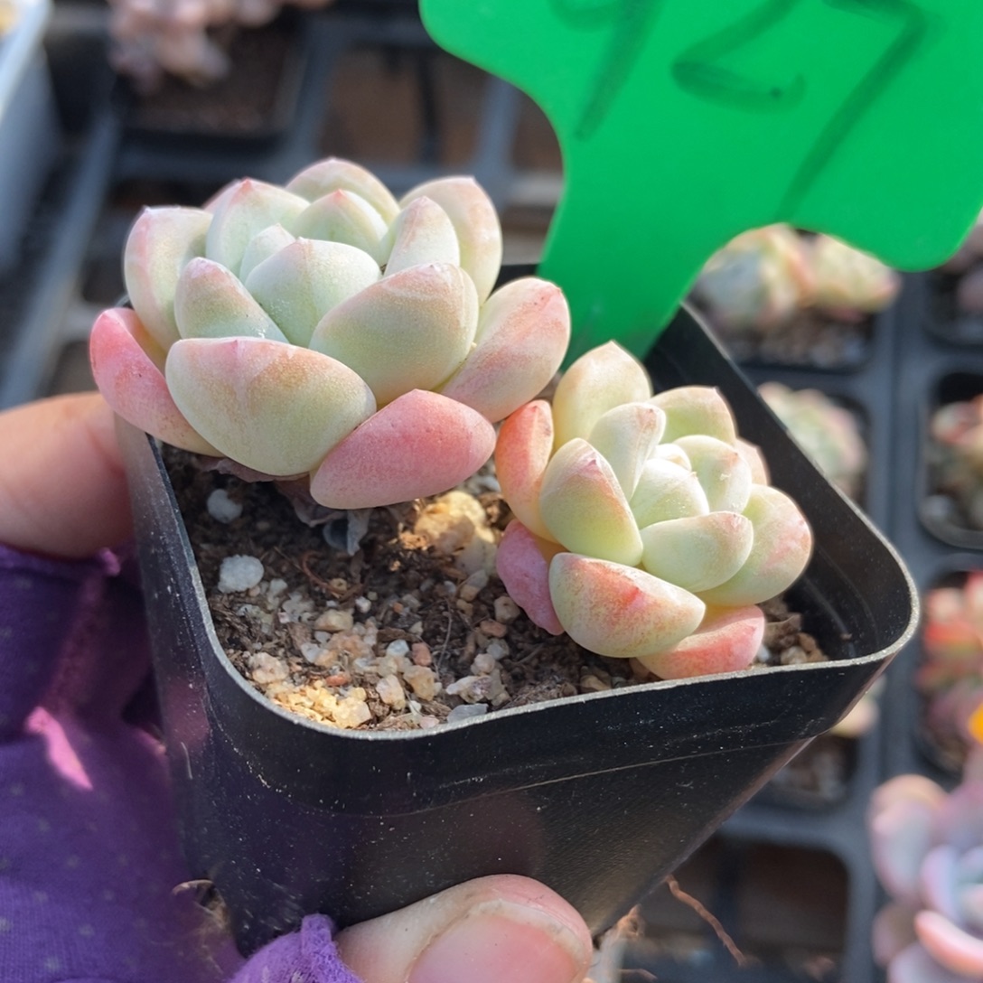 927冰玉多肉植物多肉