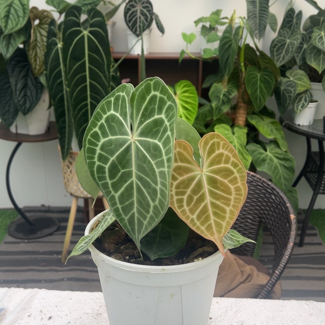 完全开放迷雾克莱恩（红心红脉）