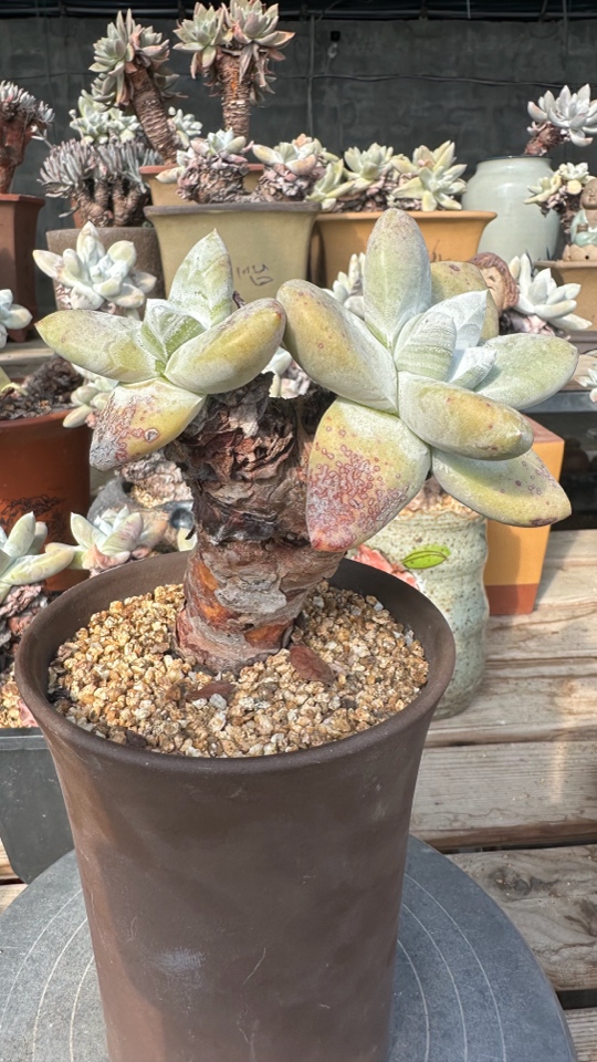 野生拇指帕奇飞图仙女杯