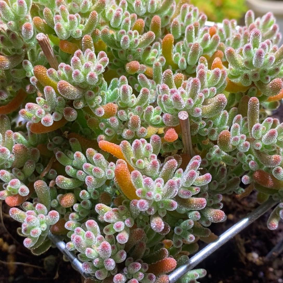 冰晶枝干果冻冰843