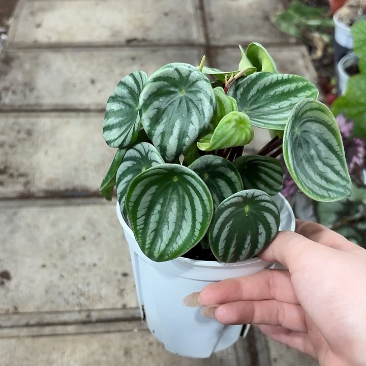 完全开放西瓜皮椒草