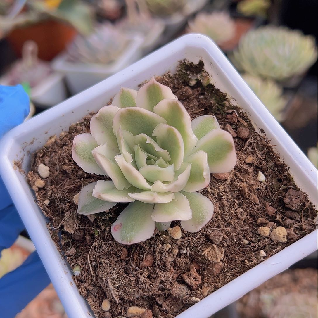 紫蝴蝶锦，覆轮锦