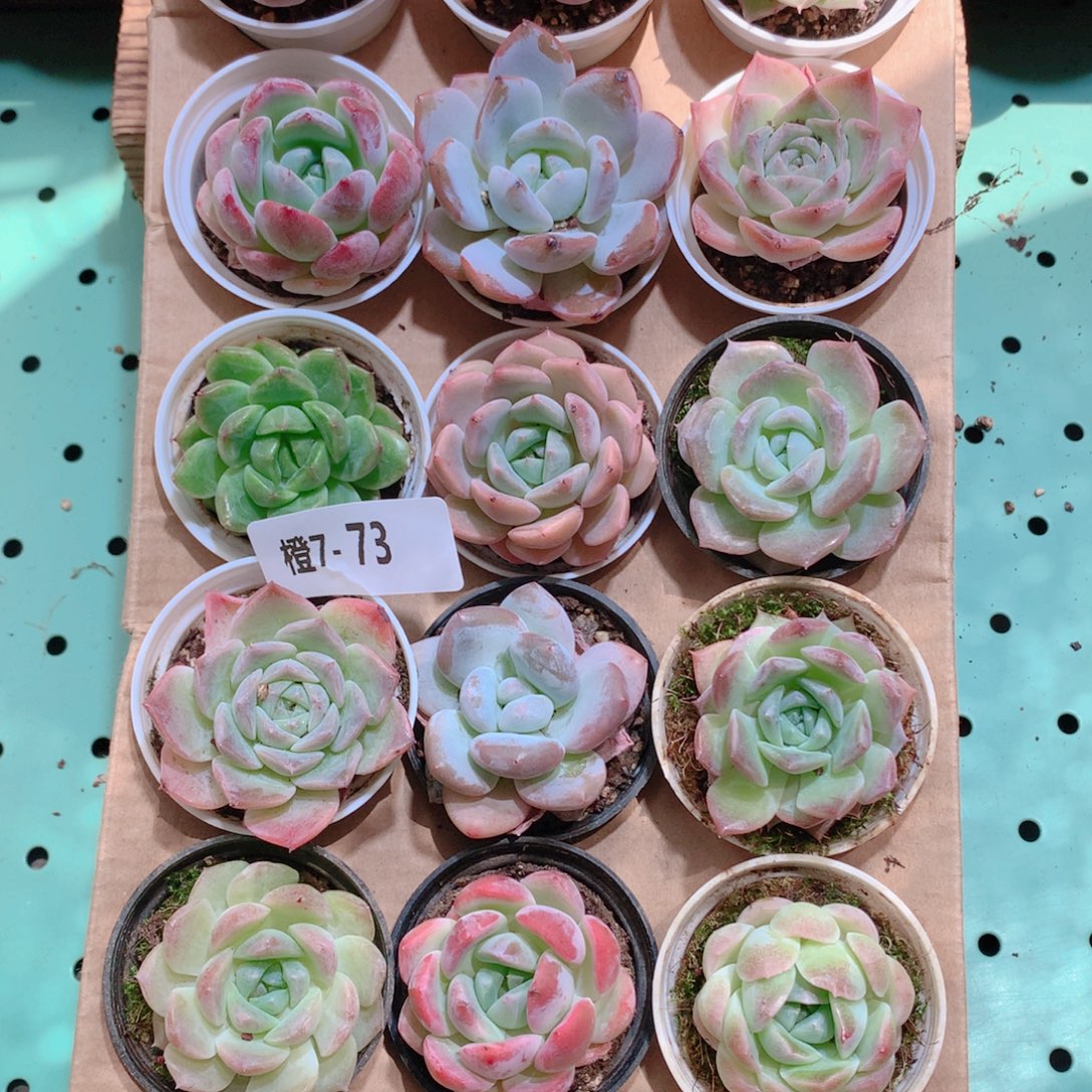 7-73一物一拍带盆18颗