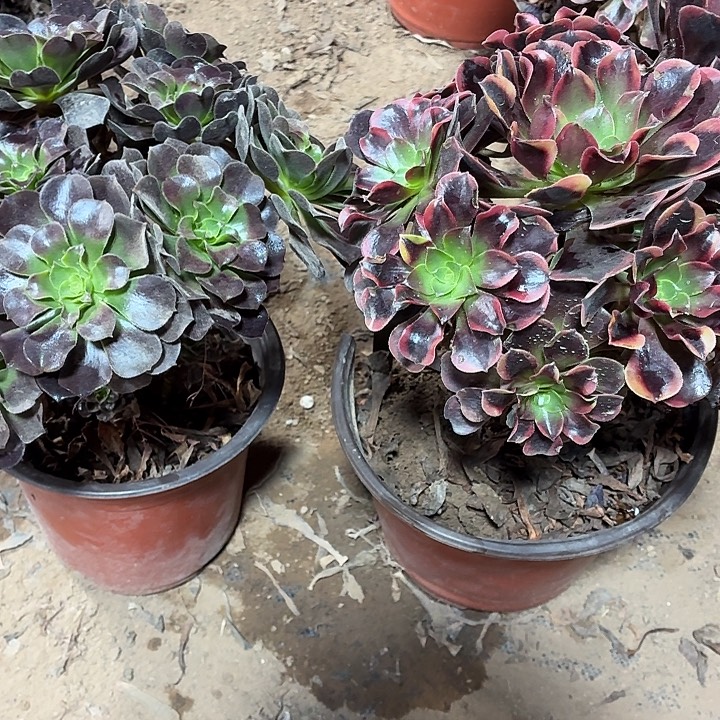 大欧紫4棚+大颗欧佳丽10棚