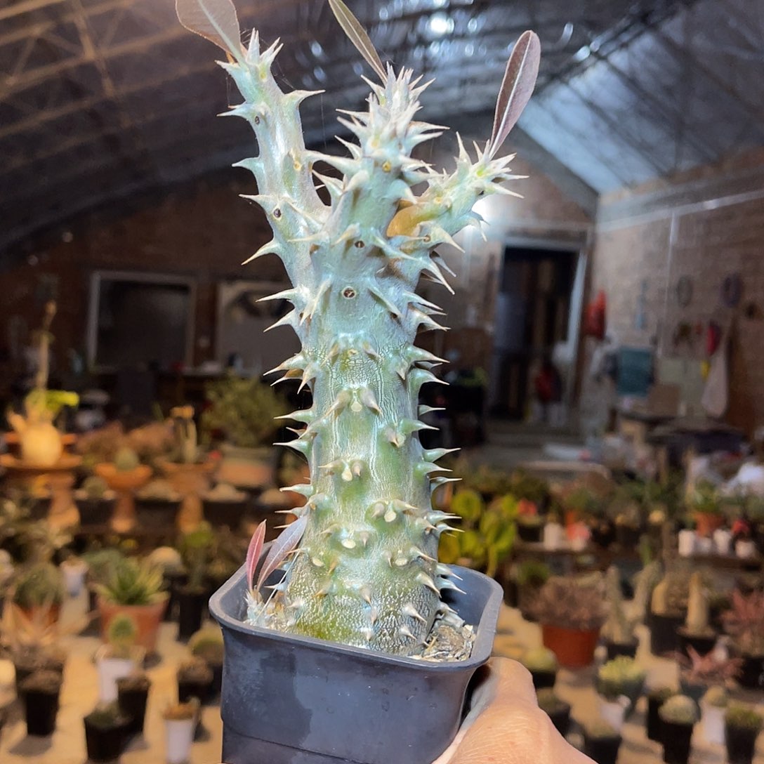 实生筒蝶春棒棰属一物一拍