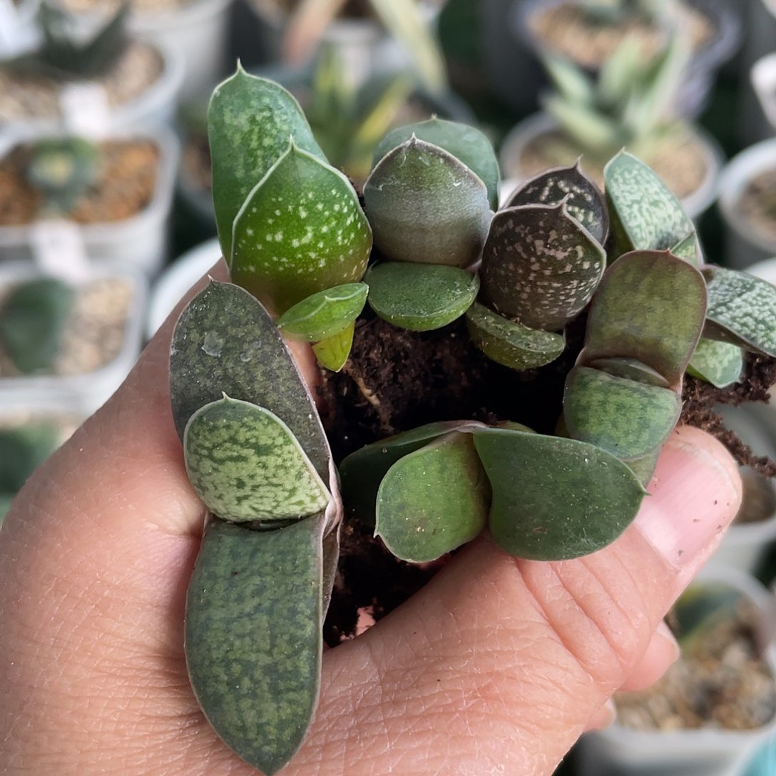 教***师鲨鱼掌苗11111111111