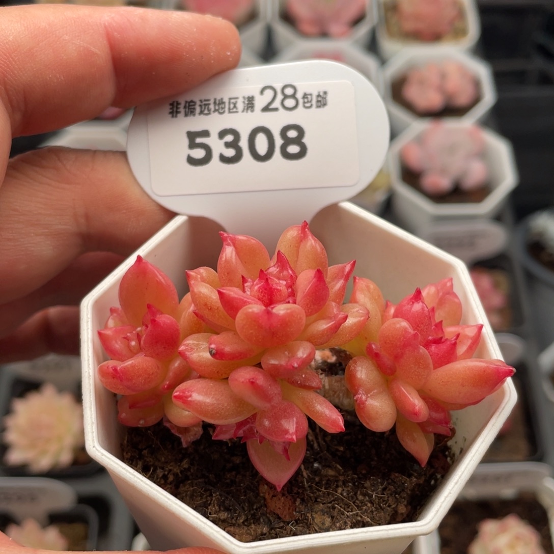 苹果花5308-6.5厘米