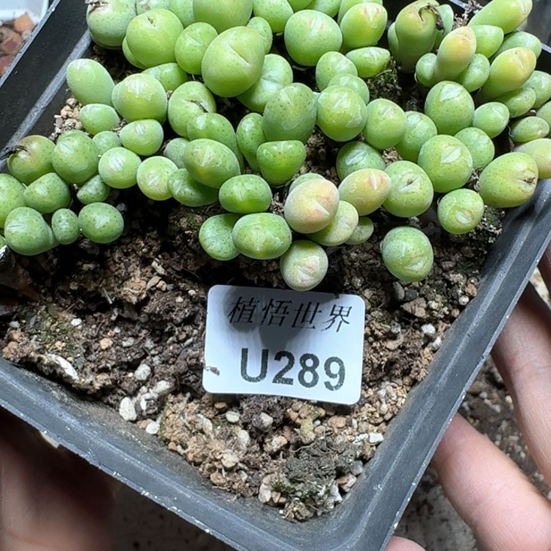 289盒多肉植物哇脱土