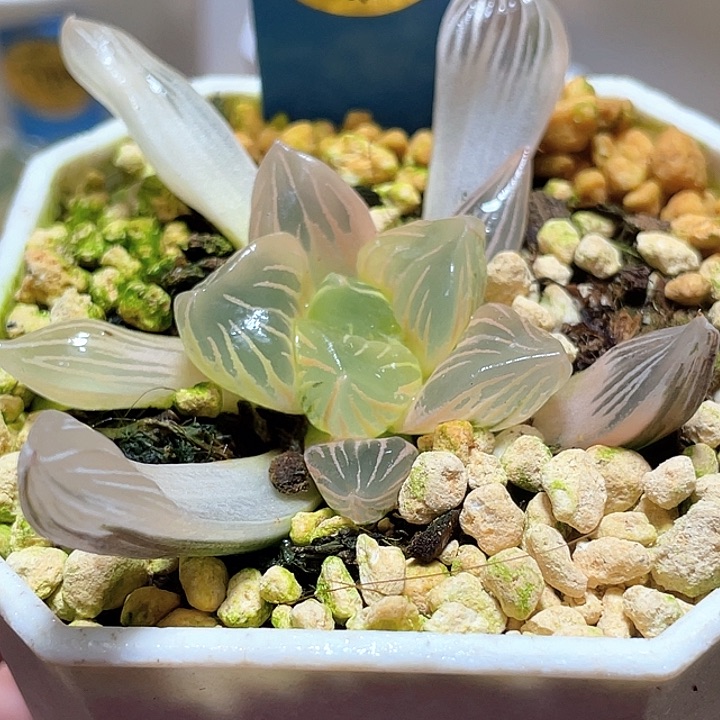 780糊斑巨神兵一物