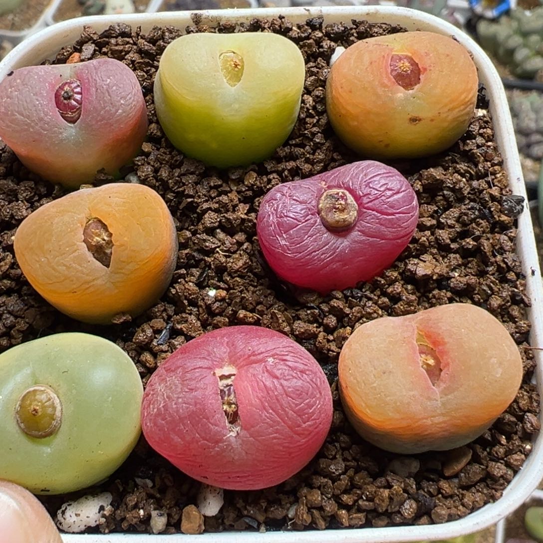 369多肉植物百科植物