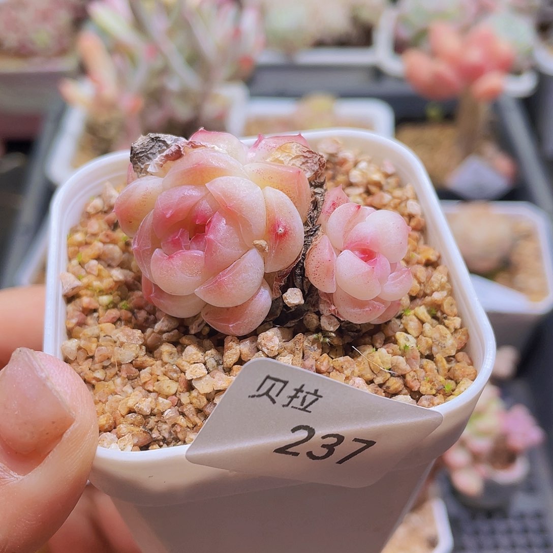 237 精品多肉一物一拍