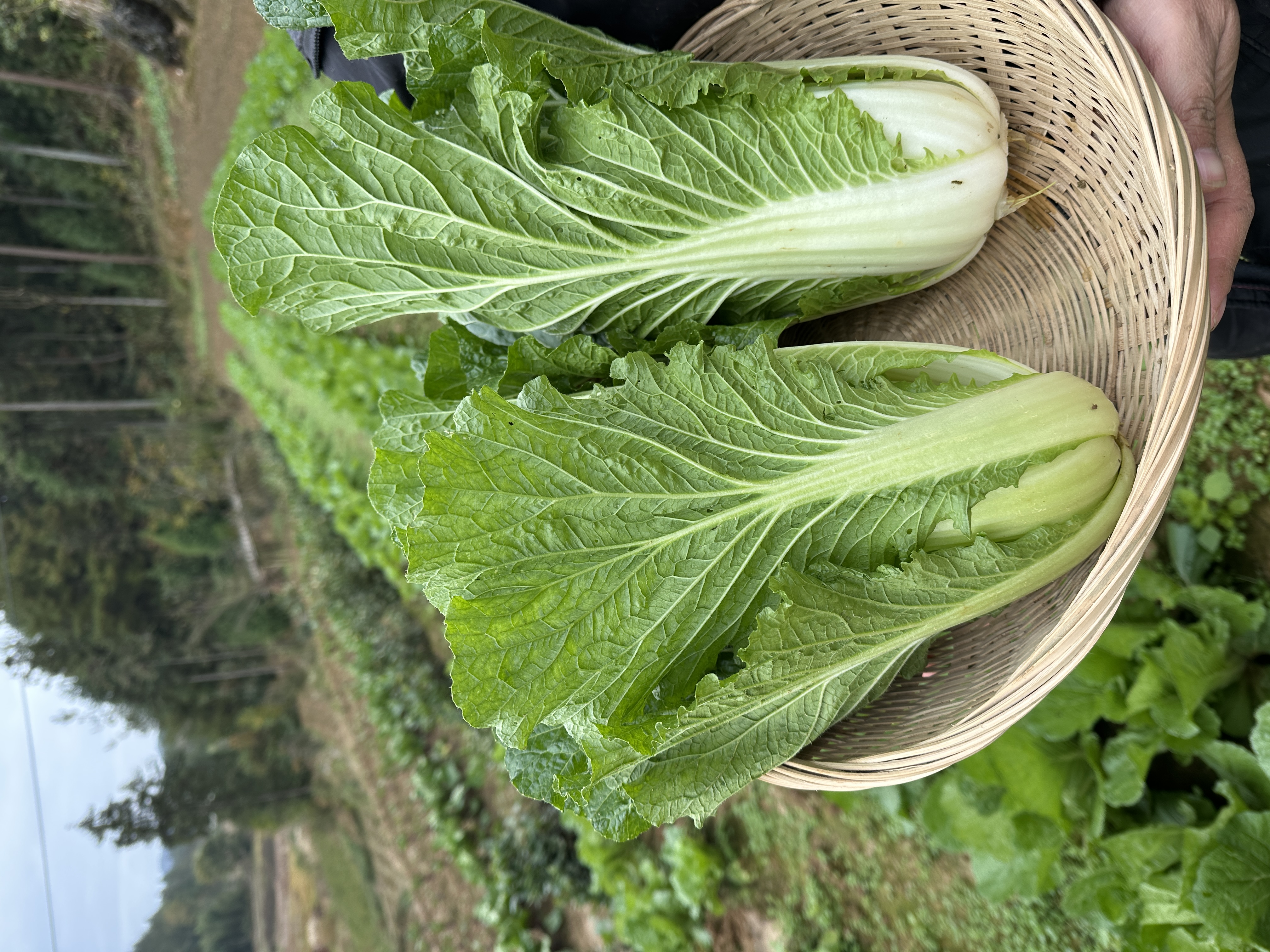 恩施高山露天新鲜5号白菜农家自种自发