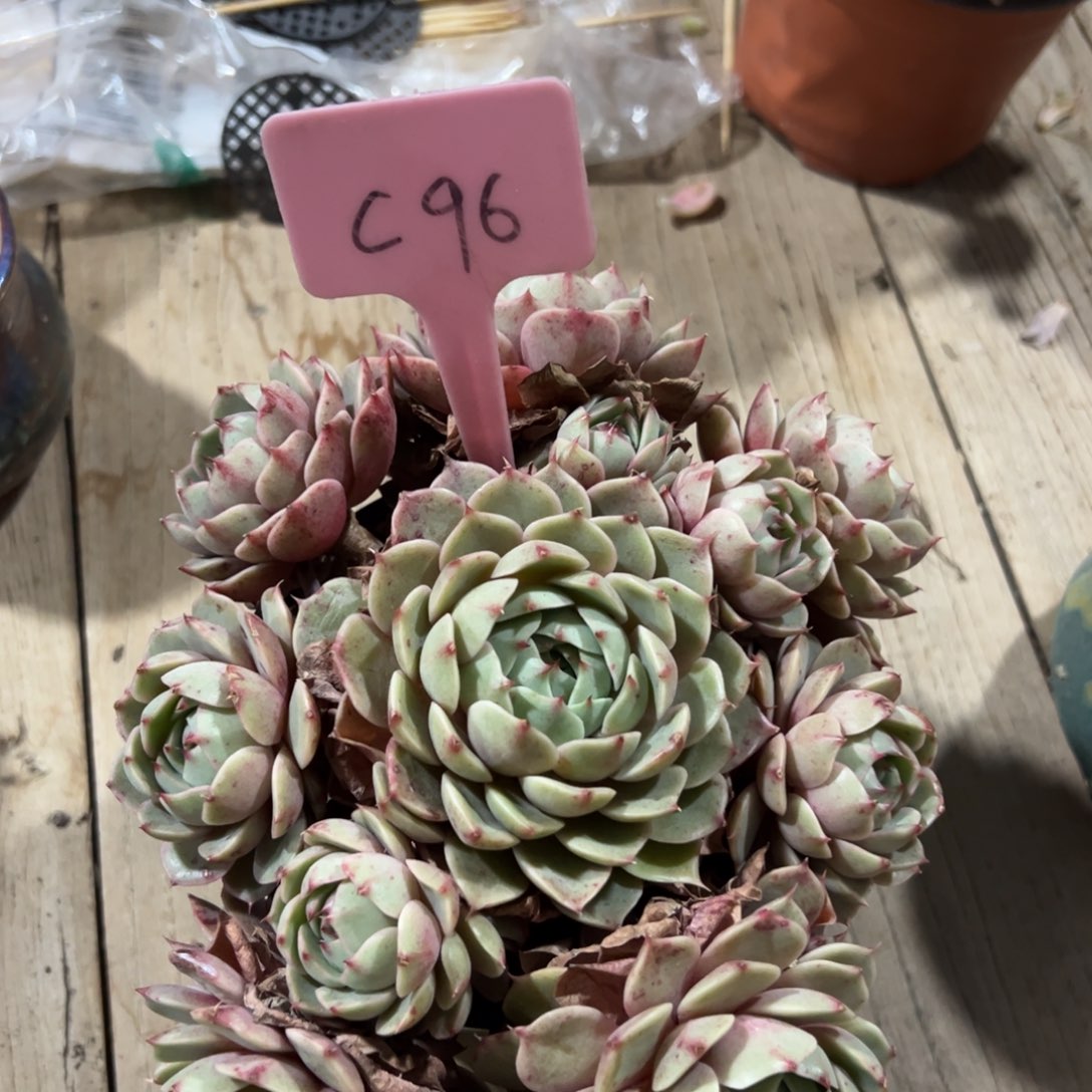 多肉植物一物一拍