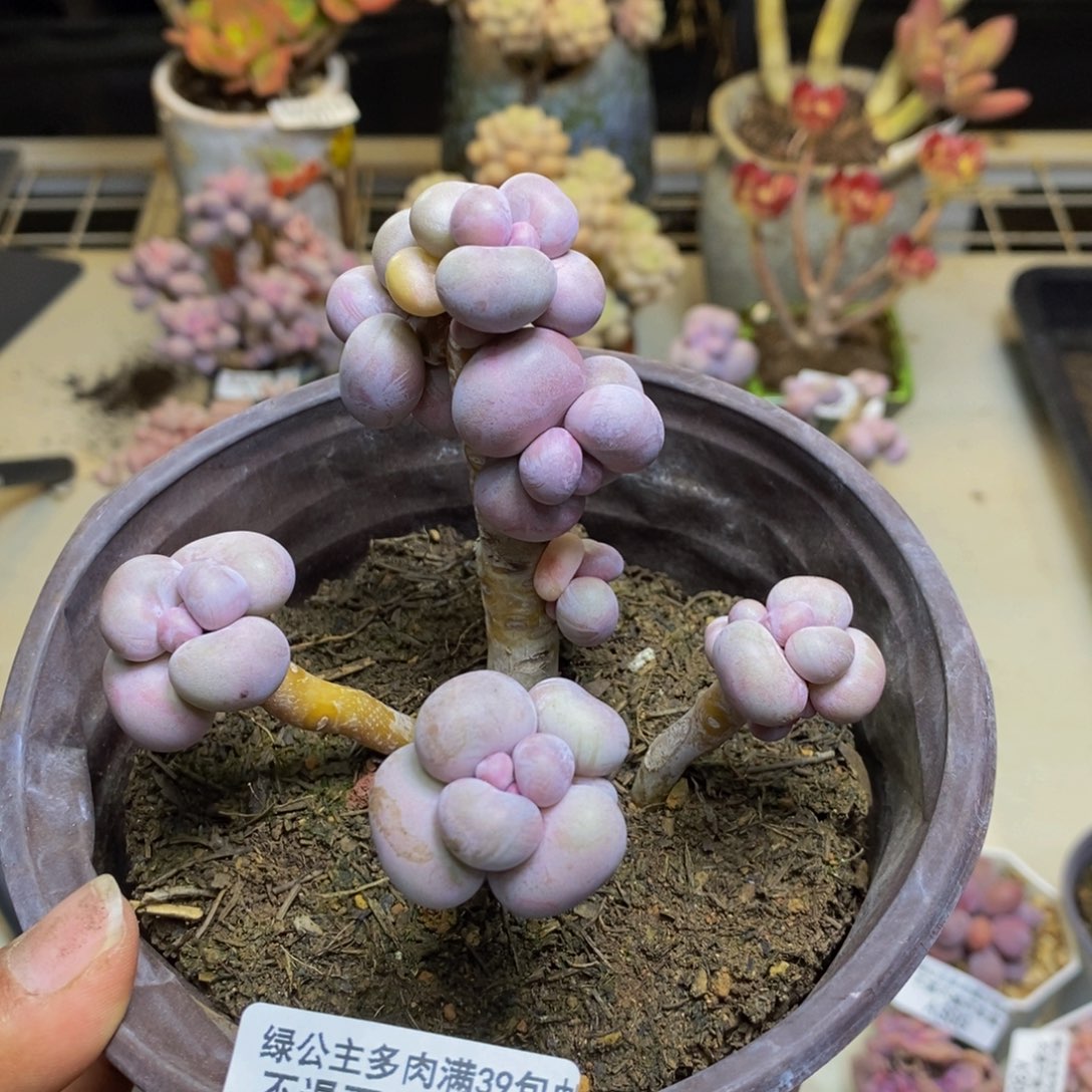 320芭比奶多肉7c m