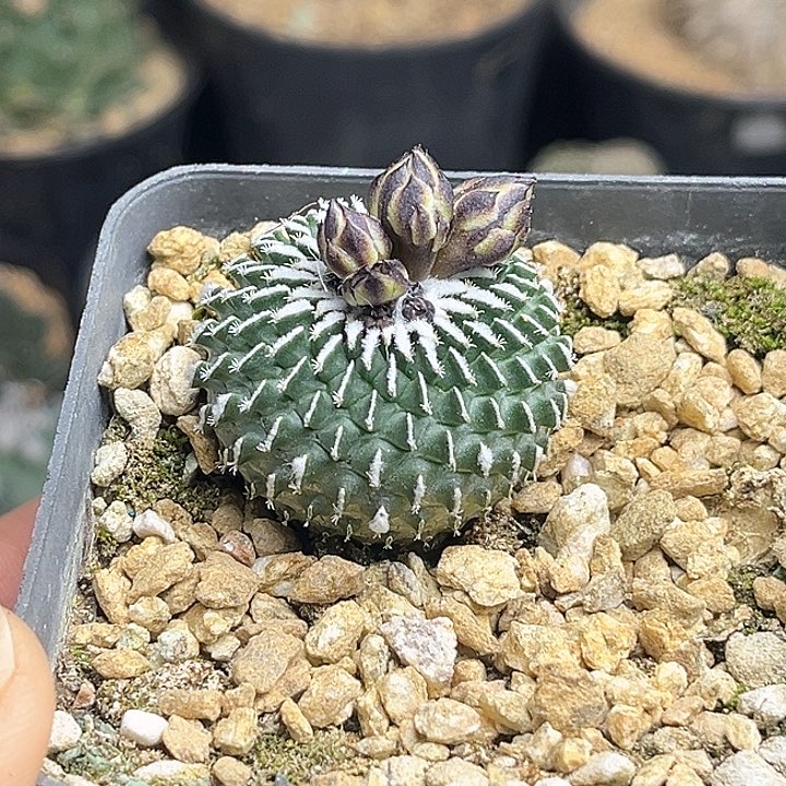 台**菊刺缀精巧殿实生球3.1公分左右