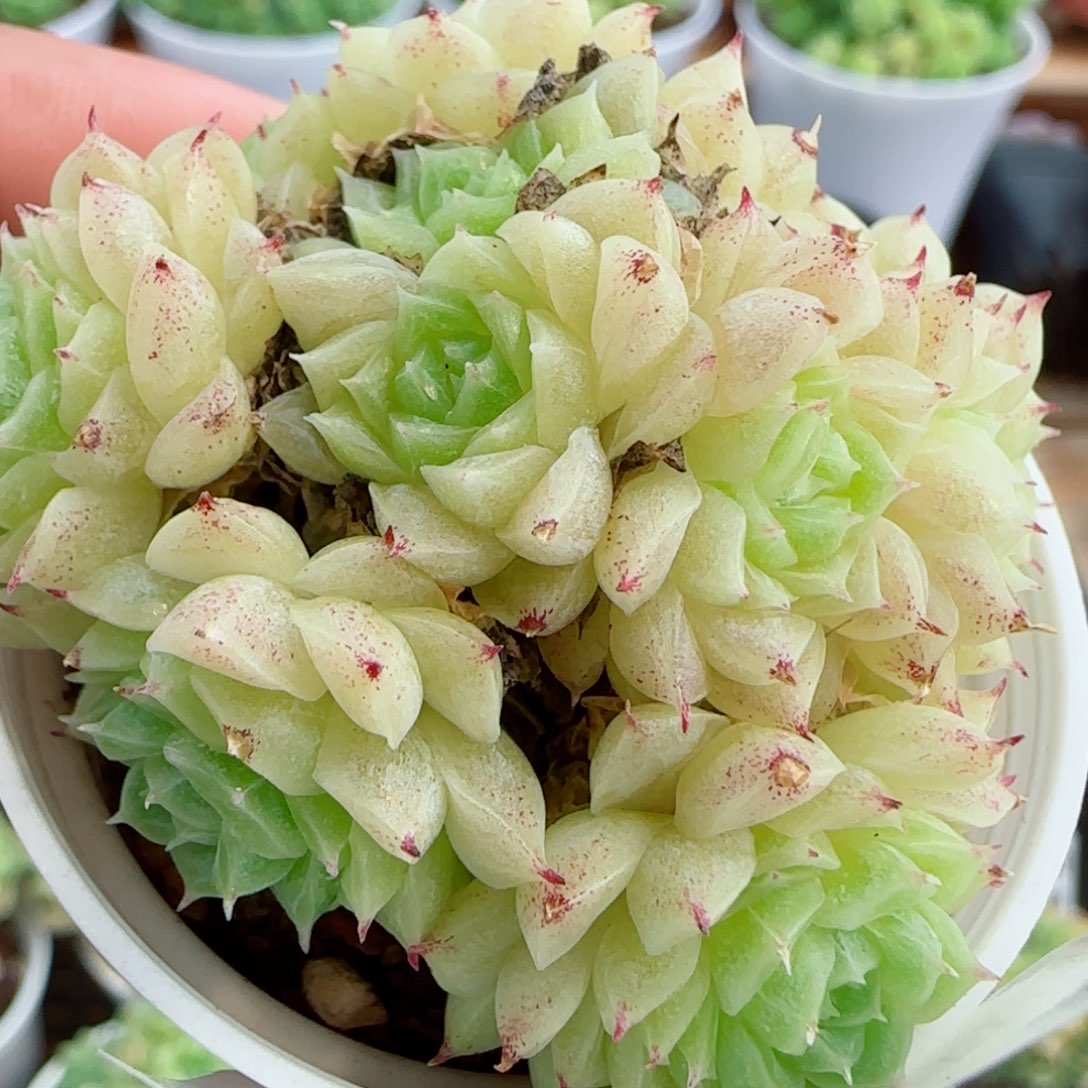 花语逸镜0907-90散
