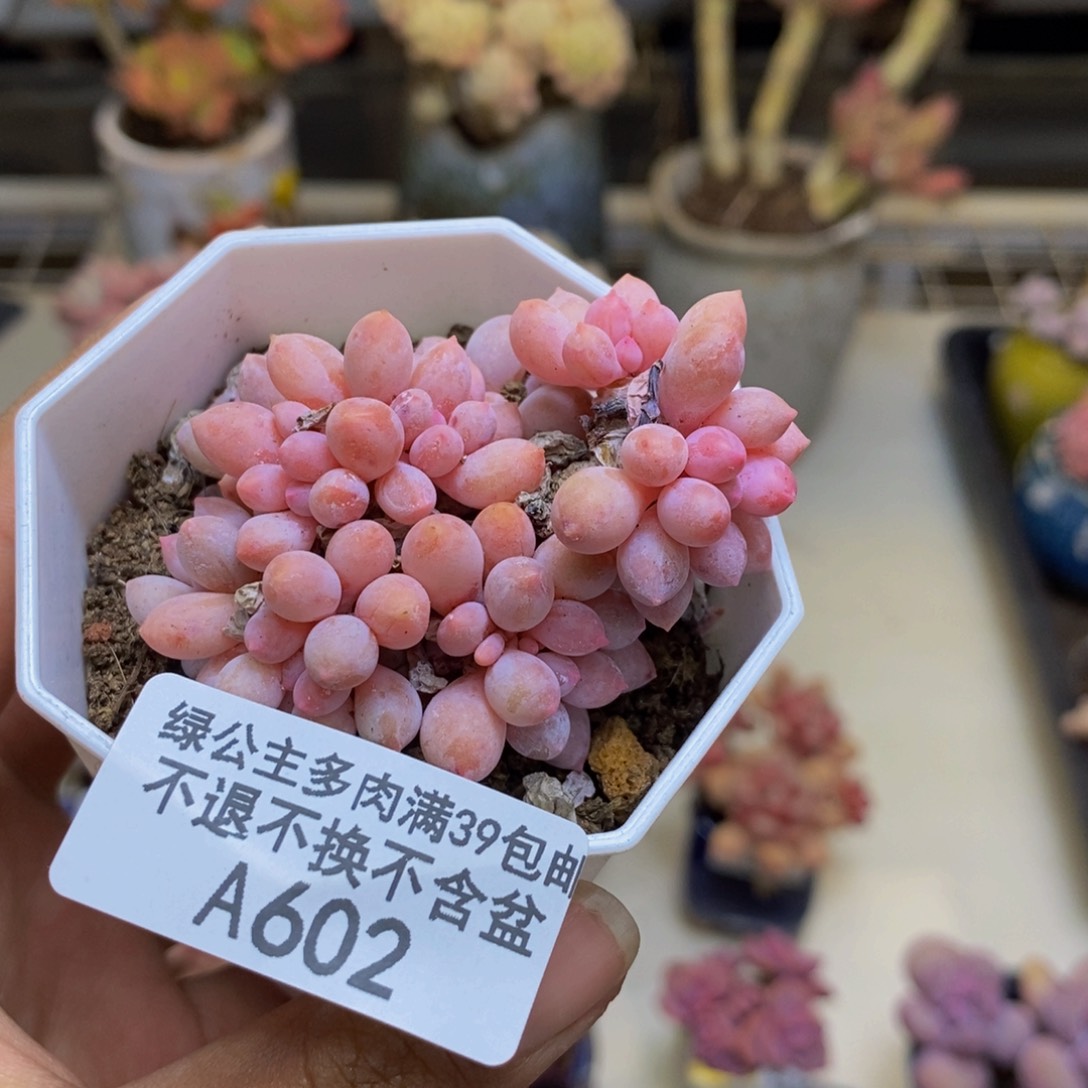 602婴儿手指多肉4c m