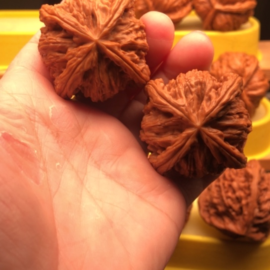 l***l核桃核桃核桃咯核桃