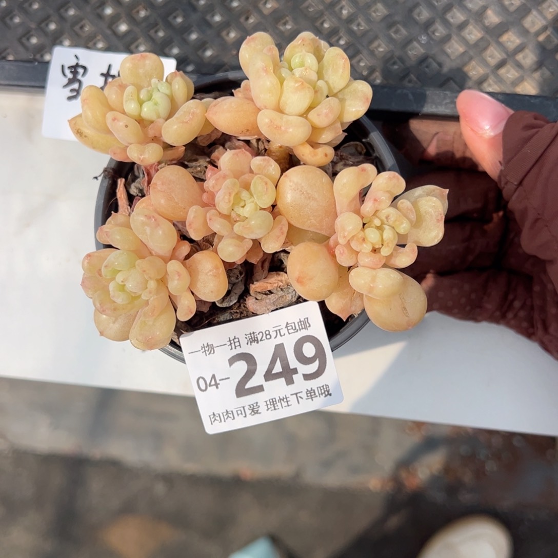 艾尔盖茨多肉多肉多肉多肉