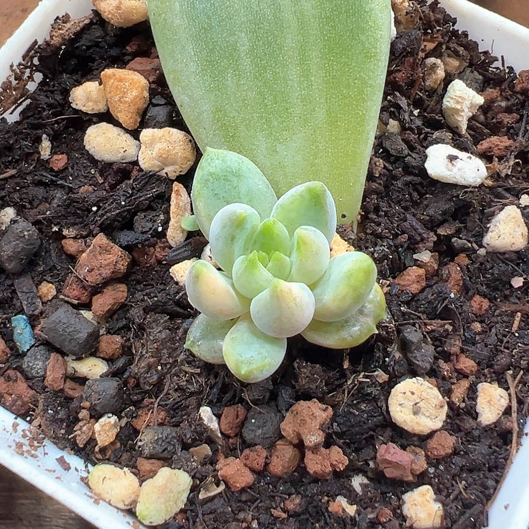 红象牙锦 小方花圃一单包邮非偏远