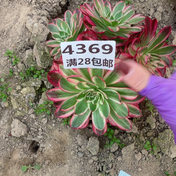 4369三号棚倾城多肉W