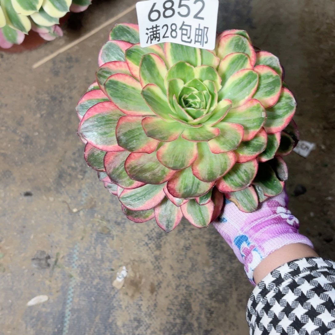 风****?B. 6852美金锦多肉有砍