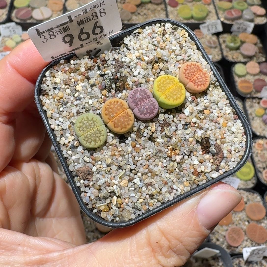 Sss清货便宜卖966