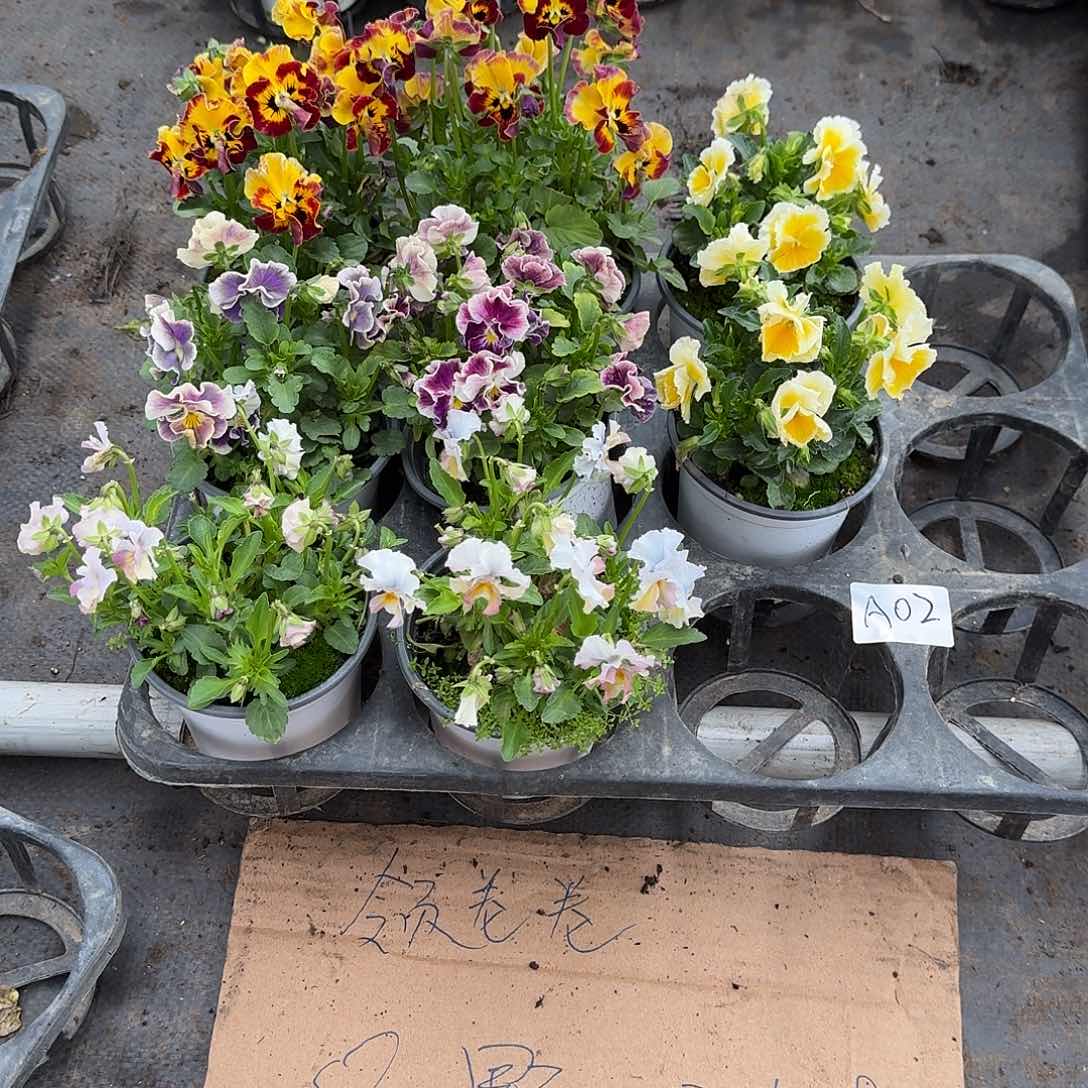 A02号大花角堇清棚福利无售后