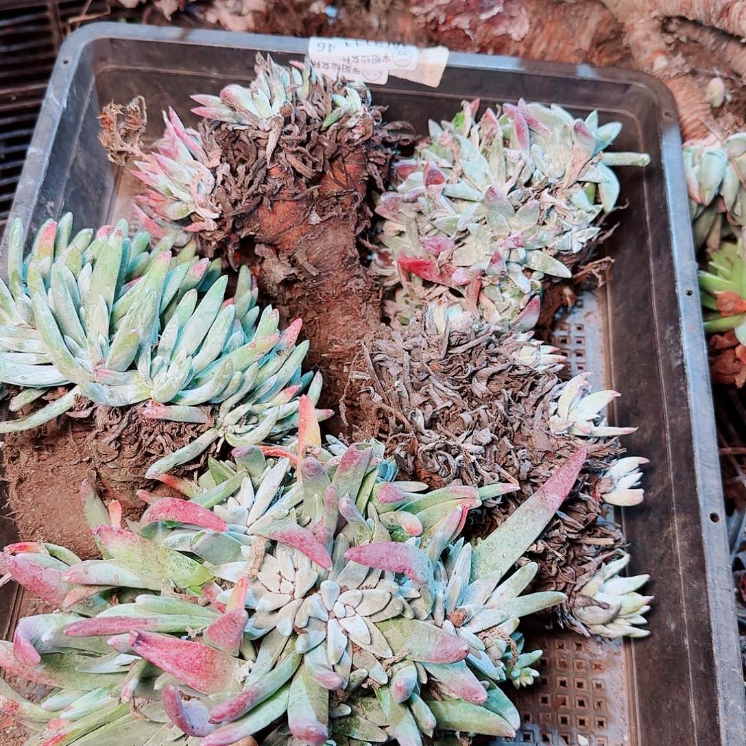 9404瑕疵框拍不售后