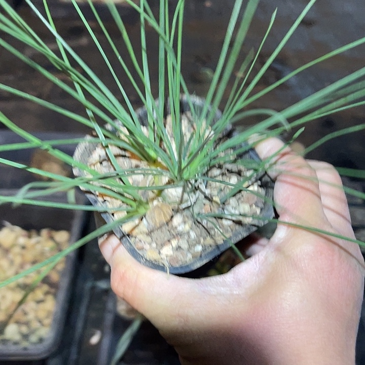 满38包邮，年后脱土晾根发货多肉