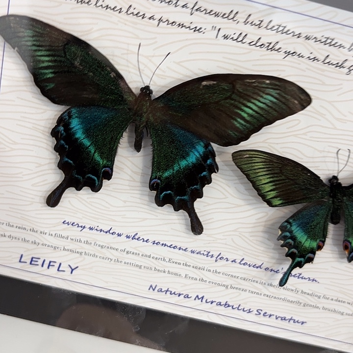 十寸新背景绿带春夏