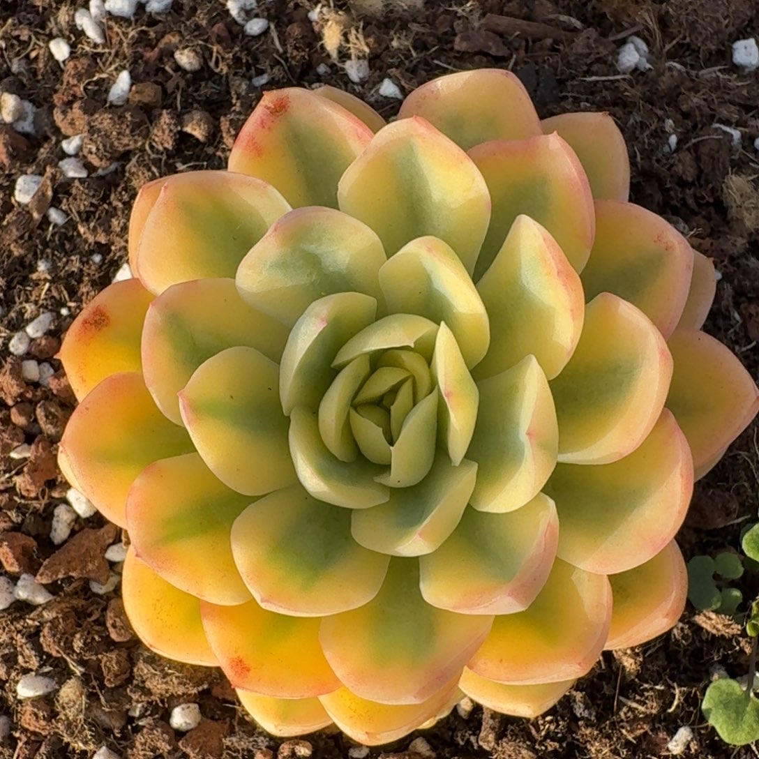 2790玥晨多肉植物的时候