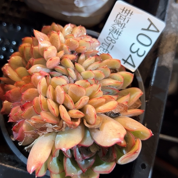 幸运的是我的朋友们都