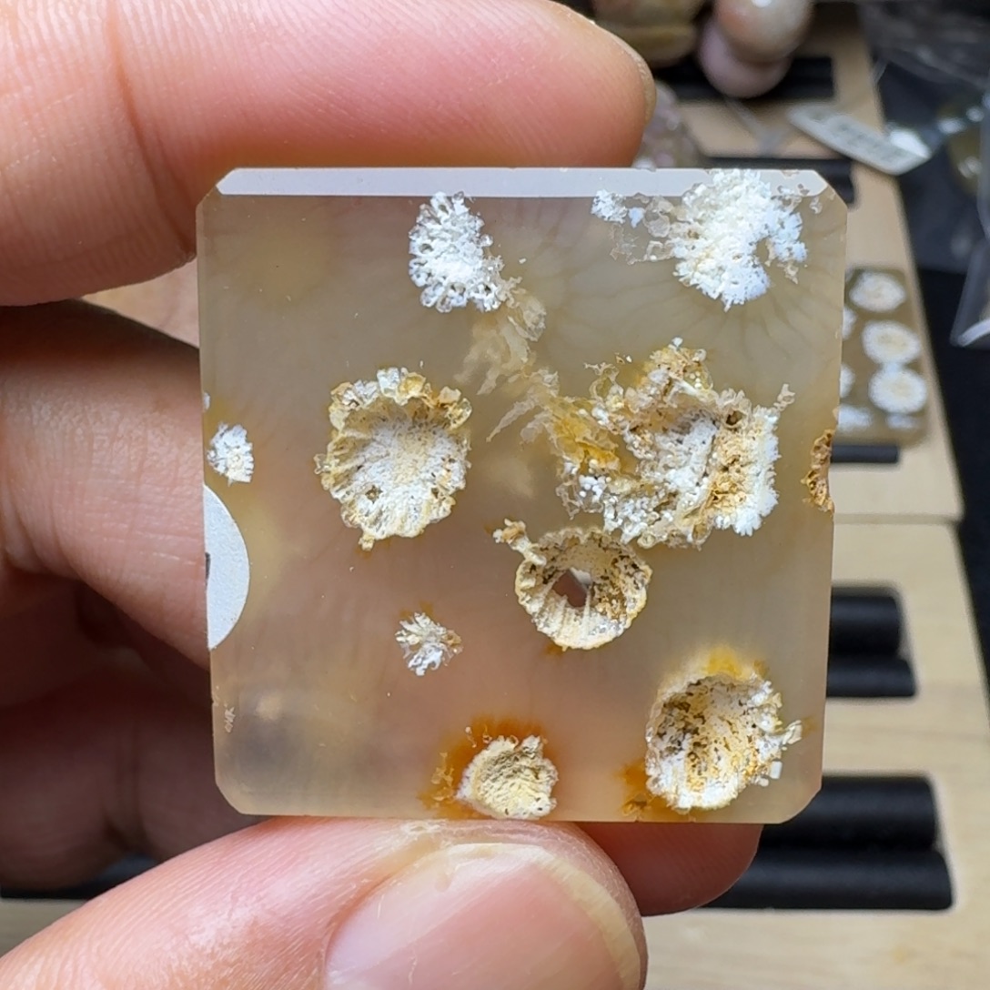 硅化珊瑚（珊瑚玉）未镶嵌纯天然色有机玉石保真色