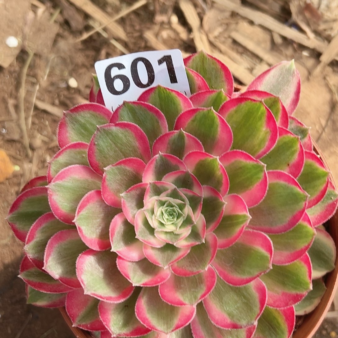 孔雀翎601多肉植物多肉植物