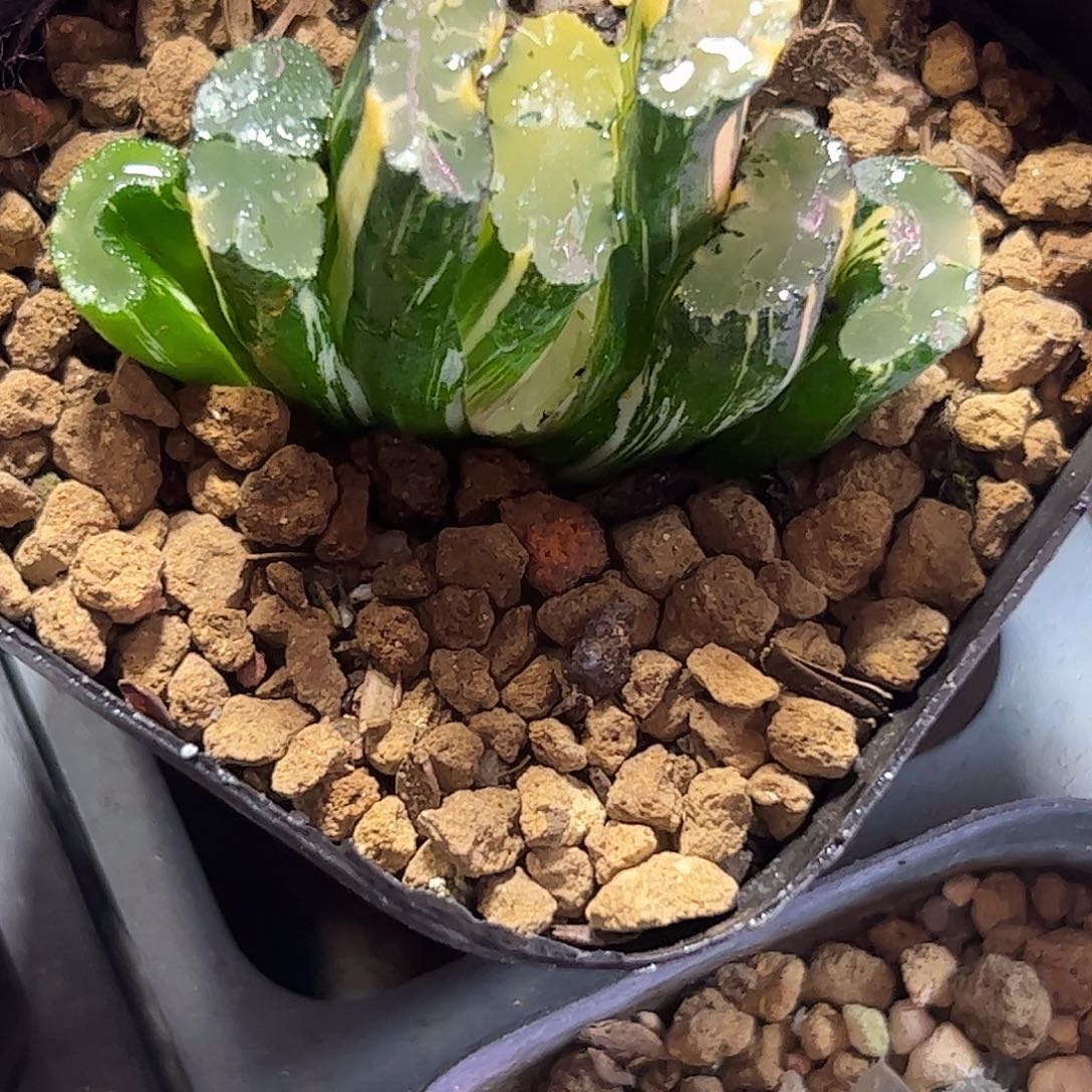 老***三北斋锦十二卷多肉植物