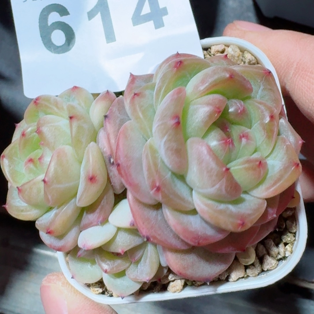 甜心群生         精品多肉