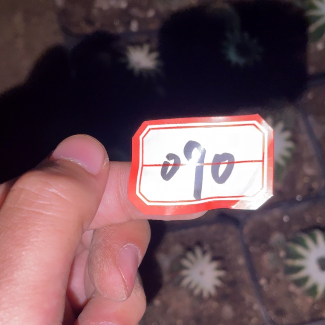 无花朵仙人球开花090