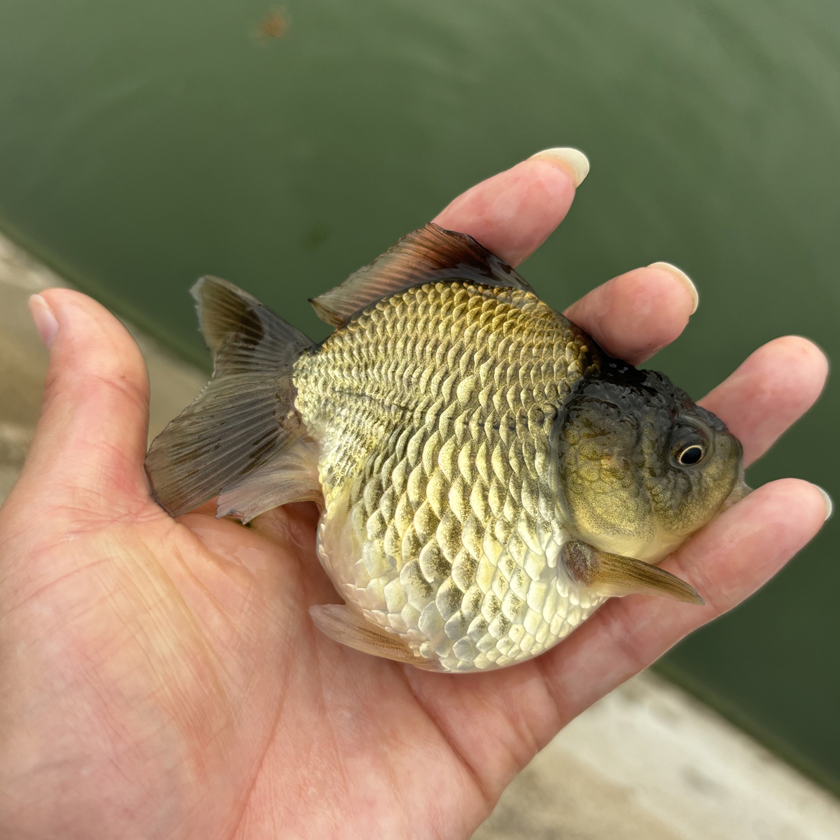 福利玛丽金鱼3条（8-10公分）随机发（两条均为青皮介意勿拍）