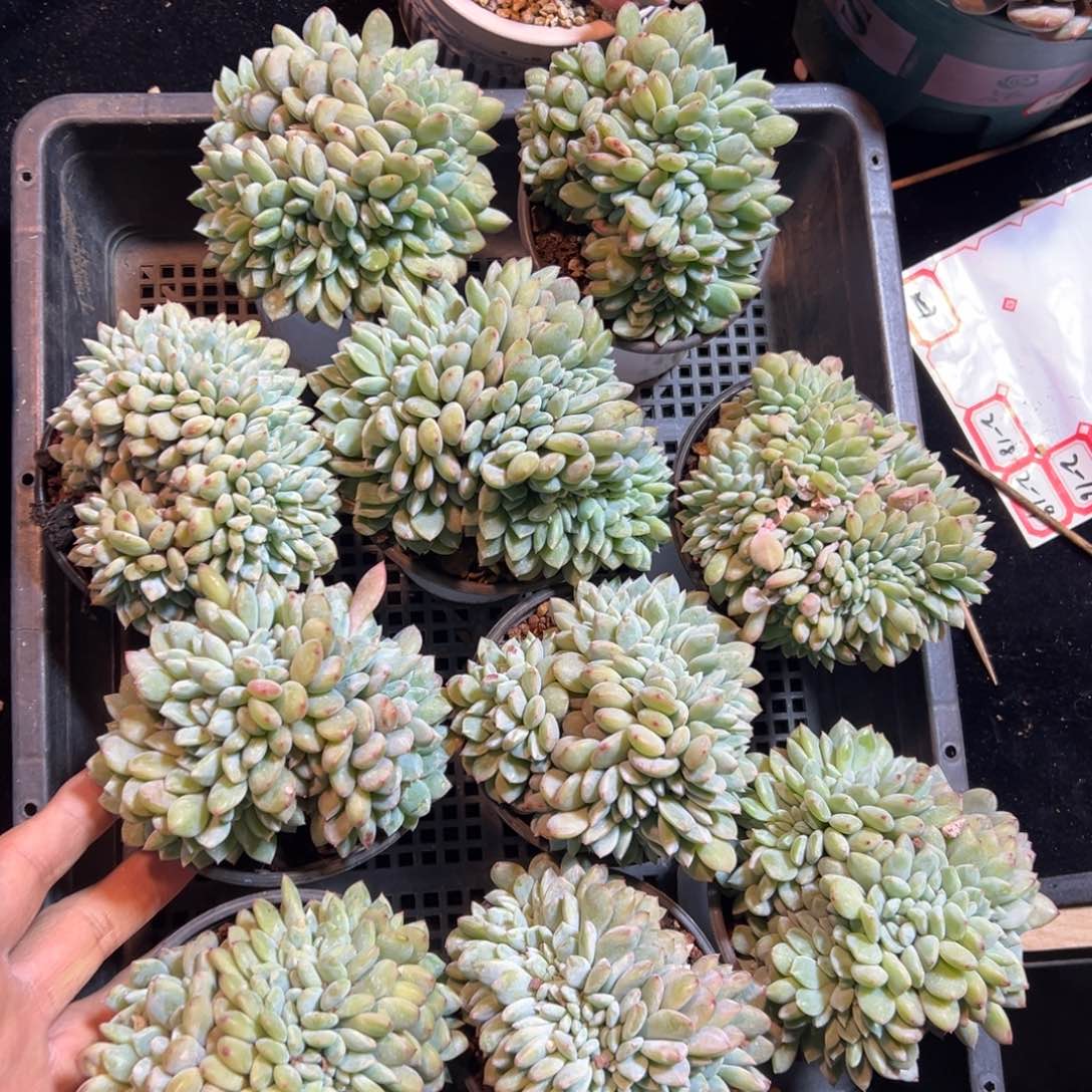 新年快乐 新年快乐