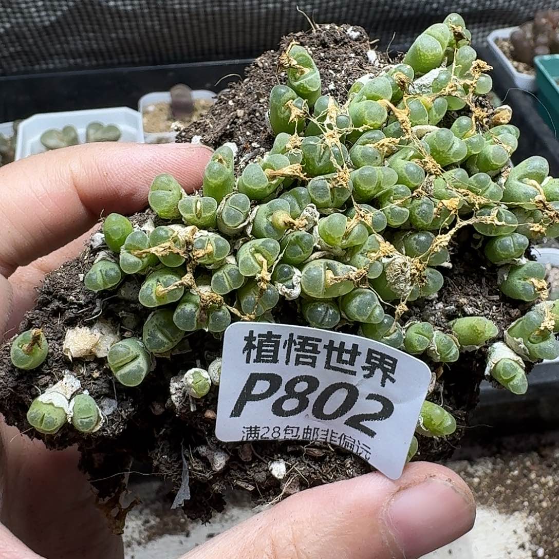 是润泽的润泽fghjn