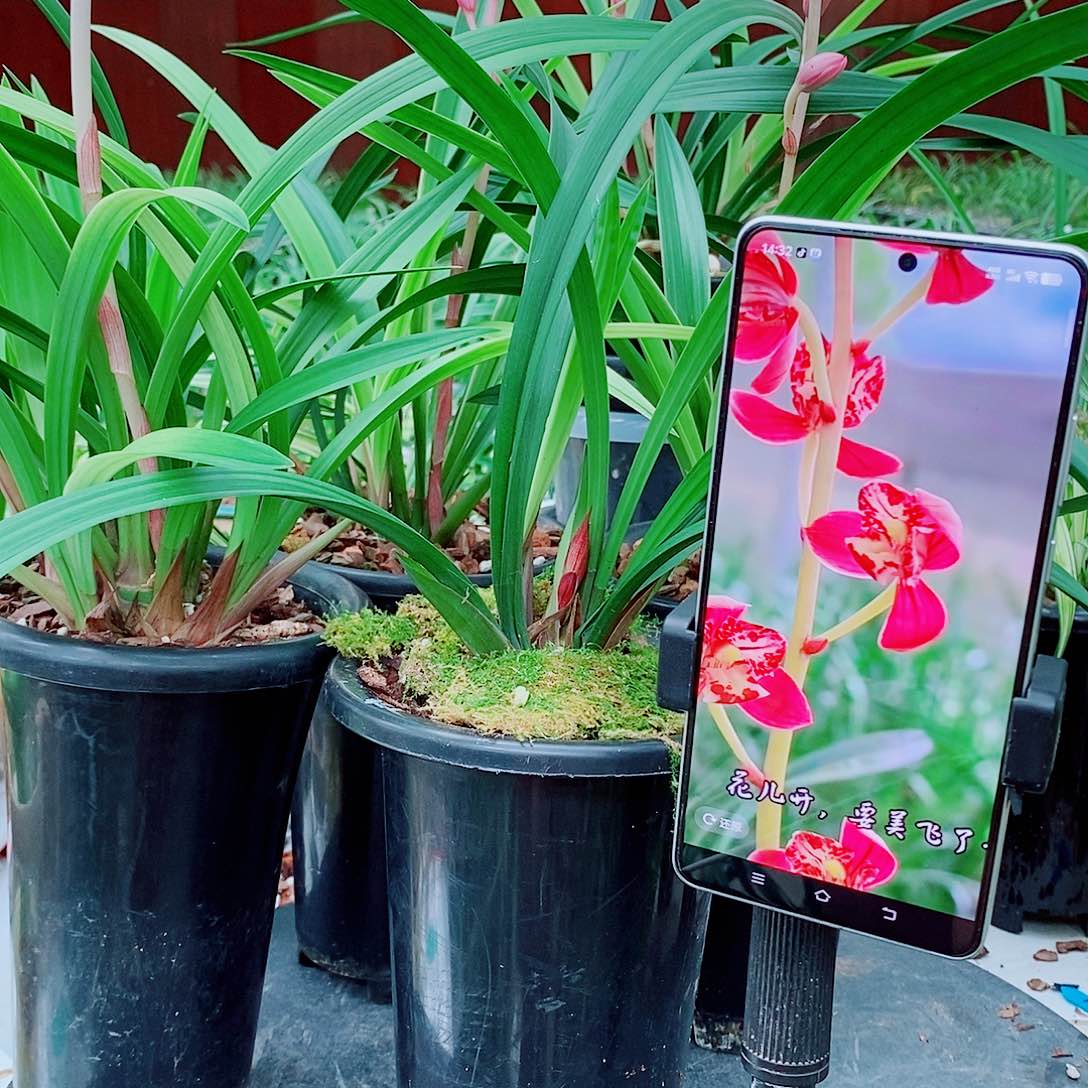 完全开放鱼*一物一图